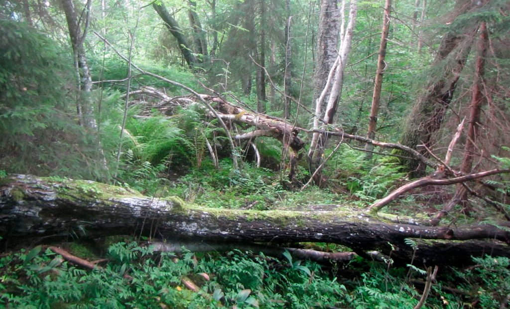 Vihreä metsä, jossa muutamia kaatuneita puita.