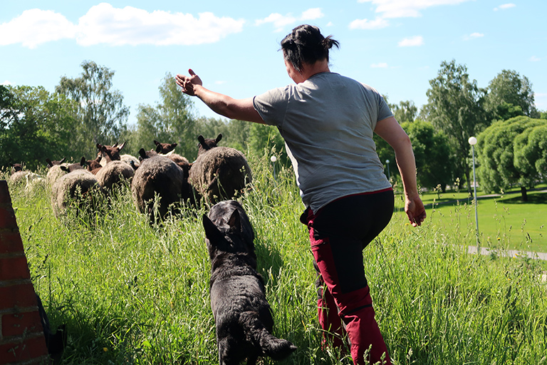 Lampuri Hertta Helkala, lampaita ja lammaskoira