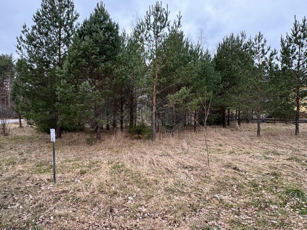 Nurmialue, jonka takana kasvaa pieni metsikkö havupuita.
