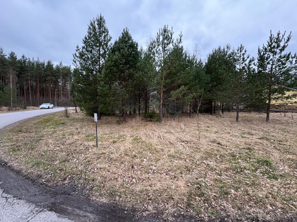 Nurmialue, jonka takana kasvaa pieni metsikkö havupuita.