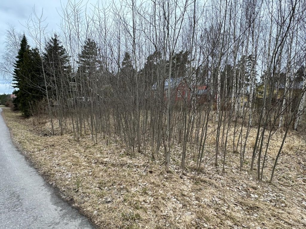 Asfalttitie kahden metsikön välissä.