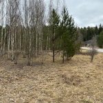 Asfalttitie kahden metsikön välissä.