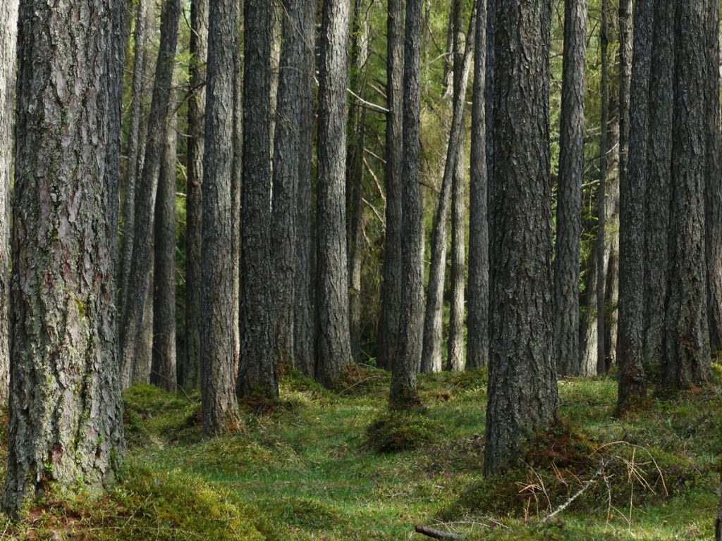Mäntymetsä.