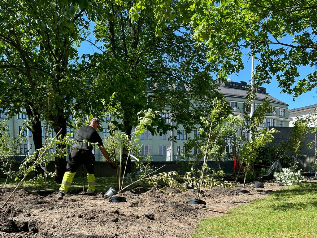 Mies istuttaa pieniä puita mullatulle alueelle, taustalla isoja puita ja niiden takana vihertävä iso rakennus.