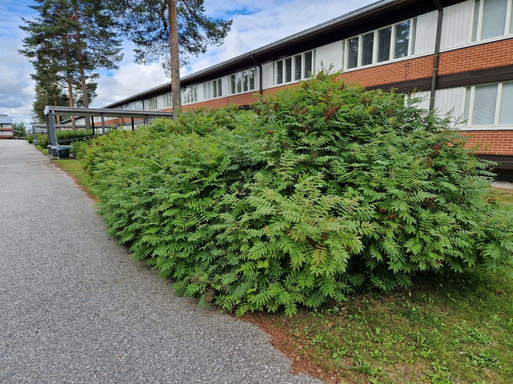 Viitapihlajaangervo pensas pitkän rakennuksen edessä.