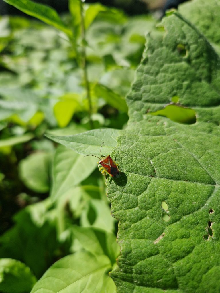 Lehvälude lehden päällä.