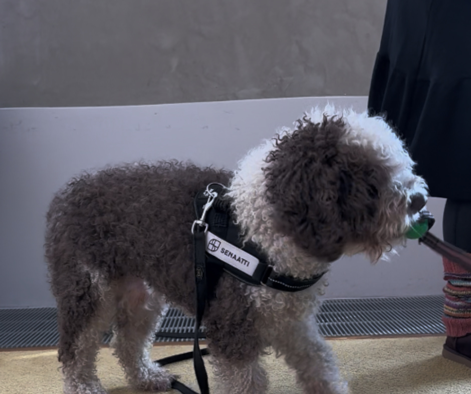 Kuvassa sisäilmakoira työssään.